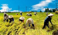 Konferensi ke-8 pengurus pusat, angkatan ke-5 Himpunan Tani Vietnam