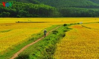 丰收的田野