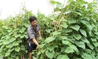 芹苴市师记村逐步建设新农村