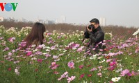 河内市的春节花市