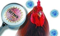 加强预防H7N9禽流感疫情传入越南