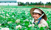 让农民做主——九龙江平原进行新农村建设的好经验