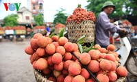 今年陆岸荔枝（Vai Thieu Luc Ngan）丰收