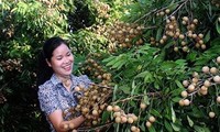 越南龙眼有望于年底亮相美国市场