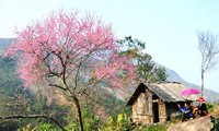 老街省沙坝的浪漫山谷—芒花