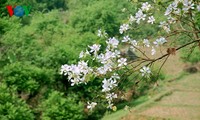 西北山区的宮粉羊蹄甲