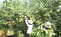 勇峰山区乡以种橙开展新农村建设