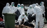 H5N2型禽流感疫情在美国快速蔓延