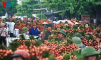 越南荔枝进入加拿大市场