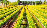 春节前沙沥花村吸引大量游客