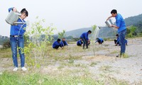  越南各地举行丙申新春植树节启动仪式