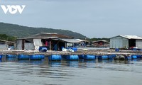  鱼价上涨  巴地—头顿省网箱养殖者很高兴