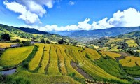 走遍全国，观赏各地金色稻田美景