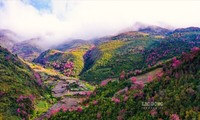 野桃花把春色洒满木江界山林