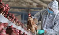 ​ 世卫组织：H5N1病毒全球传播现状“令人担忧”