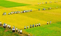 Menggandakan pola sawah percontohan besar