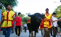 Penjelasan tentang kerbau aduan di Vietnam