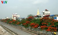 Warna-warni bunga flamboyan dan banaba pada awal musim Panas