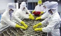 Opini Umum terus memprotes keputusan pengenaan tarif anti subsidi terhadap udang Vietnam ke Amerika Serikat