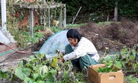 Cerita tentang pak bule penjual kangkung dan ibu pasar taman sayur