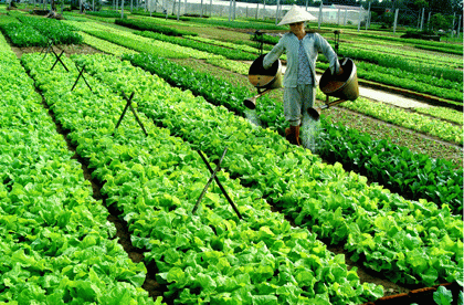 Datang ke desa Tra Que untuk mengunjungi desa sayur-sayuran organik tradisional