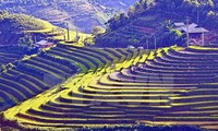 Pekan kebudayaan dan lanskap nasional sawah terasering Mu Cang Chai yang khas