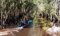 Keindahan yang primitif di hutan kayu putih Tra Su pada musim pasang air