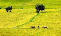 100 pola tipikal akan dimuliakan dalam Program pembangunan “Ladang Kuning”