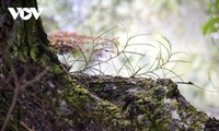 La sérénité au pied de la montagne Son Bac Mây