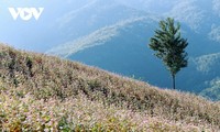 Hà Giang en pleine saison de fleurs de sarrasin