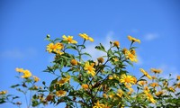 Les tournesols mexicains fleurissent sur le volcan Chu Dang Ya