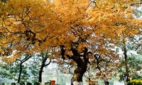 Verführerischer Herbst in Hanoi