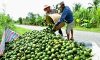 Bauern im Mekong-Delta und nachhaltige Entwicklung der Landwirtschaft