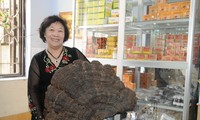 Erfolge der Unternehmerin Nguyen Thi Chinh stammen aus Pilzanbau