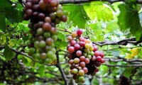 Bauern in Ninh Thuan entwickeln den Weinanbau