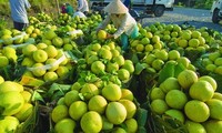 Bekannte Früchte in Obstgärten im Südwesten