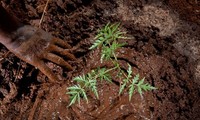 Afrikanische Staaten planen 100 Millionen Hektar neuen Wald anzupflanzen