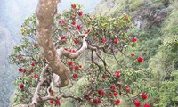 „Das Königsreich von Rhododendron” im Nationalpark Hoang Lien