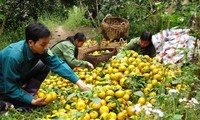 Bac Kan entwickelt Landwirtschaftsprodukten mit geographischen Herkunftsangaben