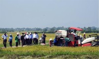 Aufbau des Produktionsmodells großer Felder in Ninh Thuan