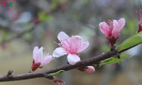 Neuen Frühling mit Vertrauen empfangen