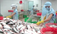 Großes Potenzial für Export von Pangasius im Mekong-Delta