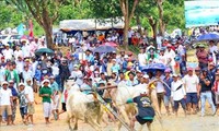 Bewahrung des Bullenrennens in Bay Nui