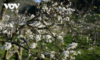 Im Frühling: Hügel von weißen Pflaumenblüten bedeckt