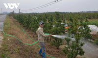 Vorbereitung zum Testfest im Blumendorf Binh Khe