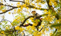 Son Tra in der Saison der Blüten des Gelben Flammenbaums