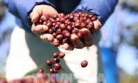 Konferenz zur Handels- und Exportförderung im Hochland Tay Nguyen 