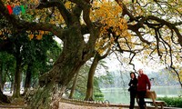 The ancient lecythidaceae trees by Hoan Kiem lake are shedding their leaves  