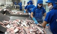 Nachhaltige Produktion von Pangasius für den Export