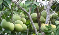 Bauern in Hue entwickeln Gemeindetourismus